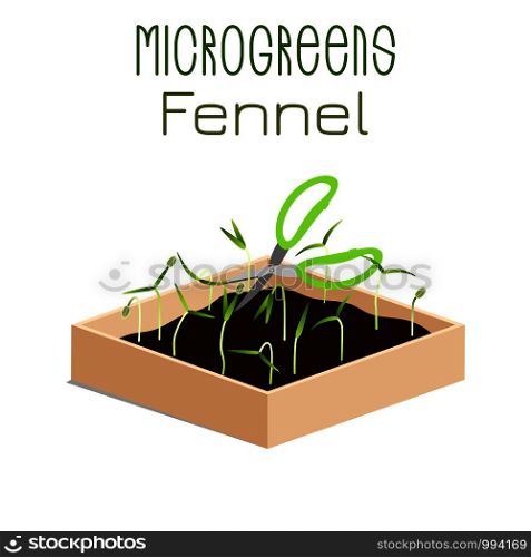 Microgreens Fennel. Grow microgreen in a box with soil. Cutting the harvest with scissors. Vitamin supplement, vegan food. Microgreens Fennel. Sprouts in a bowl. Sprouting seeds of a plant. Vitamin supplement, vegan food.