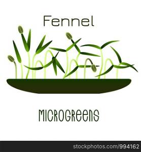 Microgreens Fennel. Sprouts in a bowl. Sprouting seeds of a plant. Vitamin supplement, vegan food. Microgreens Fennel. Sprouts in a bowl. Sprouting seeds of a plant. Vitamin supplement, vegan food.