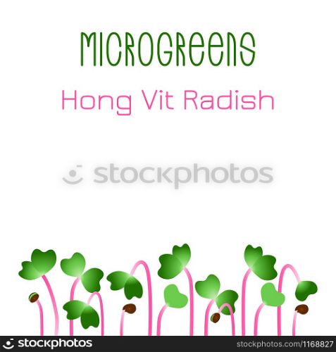Microgreens Hong Vit Radish. Seed packaging design. Sprouting seeds of a plant. Vitamin supplement, vegan food. Microgreens Hong Vit Radish. Seed packaging design. Sprouting seeds of a plant