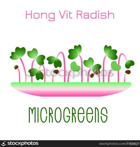 Microgreens Hong Vit Radish. Sprouts in a bowl. Sprouting seeds of a plant. Vitamin supplement, vegan food. Microgreens Hong Vit Radish. Sprouts in a bowl. Sprouting seeds of a plant. Vitamin supplement, vegan food.