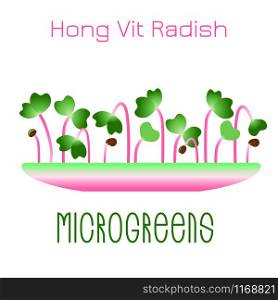 Microgreens Hong Vit Radish. Sprouts in a bowl. Sprouting seeds of a plant. Vitamin supplement, vegan food. Microgreens Hong Vit Radish. Sprouts in a bowl. Sprouting seeds of a plant. Vitamin supplement, vegan food.