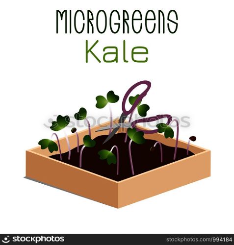 Microgreens Kale. Grow microgreen in a box with soil. Cutting the harvest with scissors. Vitamin supplement, vegan food. Microgreens Kale. Sprouts in a bowl. Sprouting seeds of a plant. Vitamin supplement, vegan food.