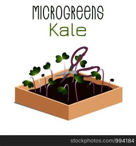 Microgreens Kale. Grow microgreen in a box with soil. Cutting the harvest with scissors. Vitamin supplement, vegan food. Microgreens Kale. Sprouts in a bowl. Sprouting seeds of a plant. Vitamin supplement, vegan food.