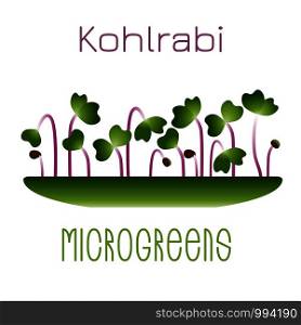 Microgreens Kohlrabi. Sprouts in a bowl. Sprouting seeds of a plant. Vitamin supplement, vegan food. Microgreens Kohlrabi. Sprouts in a bowl. Sprouting seeds of a plant. Vitamin supplement, vegan food.