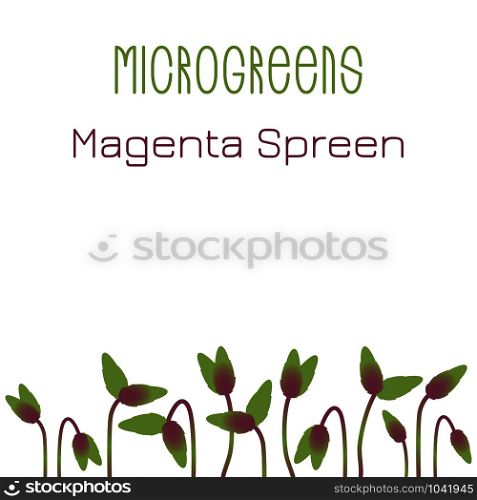 Microgreens Magenta Spreen. Seed packaging design. Sprouting seeds of a plant. Vitamin supplement, vegan food. Microgreens Magenta Spreen. Seed packaging design. Sprouting seeds of a plant