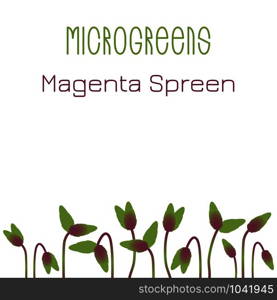 Microgreens Magenta Spreen. Seed packaging design. Sprouting seeds of a plant. Vitamin supplement, vegan food. Microgreens Magenta Spreen. Seed packaging design. Sprouting seeds of a plant