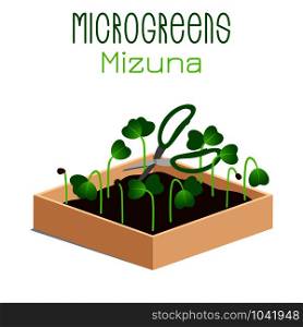 Microgreens Mizuna. Grow microgreen in a box with soil. Cutting the harvest with scissors. Vitamin supplement, vegan food. Microgreens Mizuna. Sprouts in a bowl. Sprouting seeds of a plant. Vitamin supplement, vegan food.