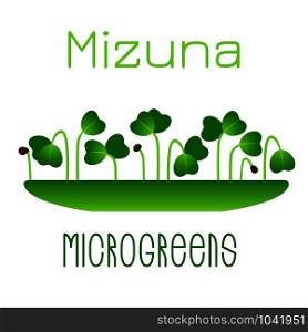 Microgreens Mizuna. Sprouts in a bowl. Sprouting seeds of a plant. Vitamin supplement, vegan food. Microgreens Mizuna. Sprouts in a bowl. Sprouting seeds of a plant. Vitamin supplement, vegan food.
