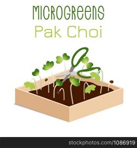 Microgreens Pak Choi. Grow microgreen in a box with soil. Cutting the harvest with scissors. Vitamin supplement, vegan food. Vector illustration, simple style with gradient.. Microgreens Pak Choi. Sprouts in a bowl. Sprouting seeds of a plant. Vitamin supplement, vegan food.
