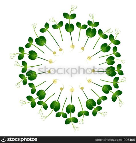 Microgreens Pea. Arranged in a circle. Vitamin supplement, vegan food. Microgreens Pea. Arranged in a circle. White background
