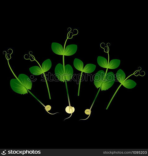 Microgreens Pea. Bunch of plants. Vitamin supplement, vegan food. Black background. Microgreens Pea. Bunch of plants. Black background