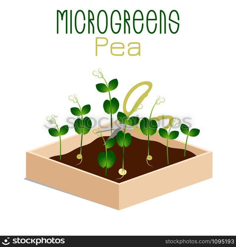 Microgreens Pea. Grow microgreen in a box with soil. Cutting the harvest with scissors. Vitamin supplement, vegan food. Microgreens Pea. Sprouts in a bowl. Sprouting seeds of a plant. Vitamin supplement, vegan food.