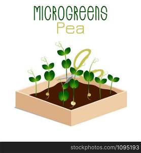 Microgreens Pea. Grow microgreen in a box with soil. Cutting the harvest with scissors. Vitamin supplement, vegan food. Microgreens Pea. Sprouts in a bowl. Sprouting seeds of a plant. Vitamin supplement, vegan food.