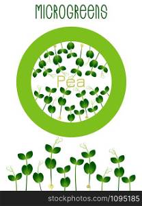 Microgreens Pea. Seed packaging design, round element in the center. Sprouting seeds of a plant. Vitamin supplement, vegan food. Microgreens Pea. Seed packaging design, round element in the center. Sprouting seeds of a plant