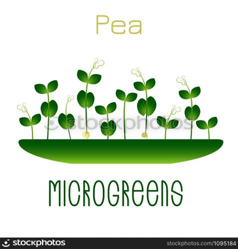 Microgreens Pea. Sprouts in a bowl. Sprouting seeds of a plant. Vitamin supplement, vegan food. Microgreens Pea. Sprouts in a bowl. Sprouting seeds of a plant. Vitamin supplement, vegan food.