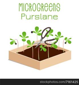 Microgreens Purslane. Grow microgreen in a box with soil. Cutting the harvest with scissors. Vitamin supplement, vegan food. Microgreens Purslane. Sprouts in a bowl. Sprouting seeds of a plant. Vitamin supplement, vegan food.