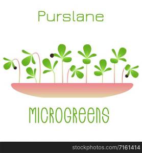 Microgreens Purslane. Sprouts in a bowl. Sprouting seeds of a plant. Vitamin supplement, vegan food. Microgreens Purslane. Sprouts in a bowl. Sprouting seeds of a plant. Vitamin supplement, vegan food.