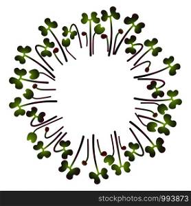 Microgreens Red Cabbage. Arranged in a circle. Vitamin supplement, vegan food. Microgreens Red Cabbage. Arranged in a circle. White background