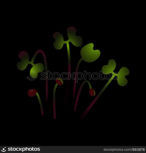 Microgreens Red Cabbage. Bunch of plants. Vitamin supplement, vegan food. Black background. Microgreens Red Cabbage. Bunch of plants. Black background