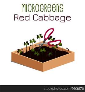 Microgreens Red Cabbage. Grow microgreen in a box with soil. Cutting the harvest with scissors. Vitamin supplement, vegan food. Microgreens Red Cabbage. Sprouts in a bowl. Sprouting seeds of a plant. Vitamin supplement, vegan food.
