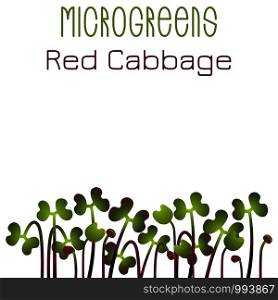 Microgreens Red Cabbage. Seed packaging design. Sprouting seeds of a plant. Vitamin supplement, vegan food. Microgreens Red Cabbage. Seed packaging design. Sprouting seeds of a plant