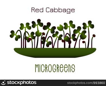 Microgreens Red Cabbage. Sprouts in a bowl. Sprouting seeds of a plant. Vitamin supplement, vegan food. Microgreens Red Cabbage. Sprouts in a bowl. Sprouting seeds of a plant. Vitamin supplement, vegan food.