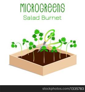 Microgreens Salad Burnet, Sanguisorba minor. Grow microgreen in a box with soil. Cutting the harvest with scissors. Vitamin supplement, vegan food. Microgreens Salad Burnet, Sanguisorba minor. Sprouts in a bowl. Sprouting seeds of a plant