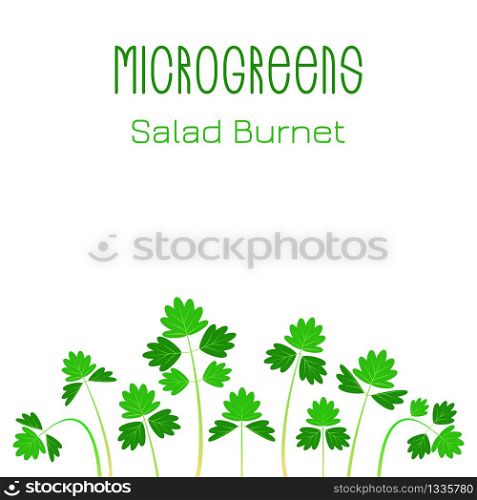 Microgreens Salad Burnet, Sanguisorba minor. Seed packaging design. Sprouting seeds of a plant. Vitamin supplement, vegan food. Microgreens Salad Burnet, Sanguisorba minor. Seed packaging design. Sprouting seeds of a plant