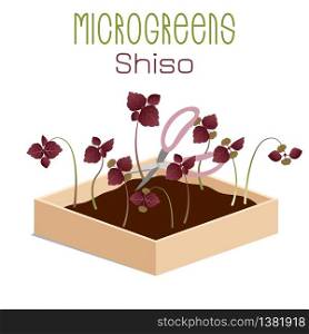 Microgreens Shiso, Perilla. Glebionis coronaria, garland chrysanthemum. Grow microgreen in a box with soil. Cutting the harvest with scissors. Vitamin supplement, vegan food. Microgreens Shiso, Perilla. Sprouts in a bowl. Sprouting seeds of a plant. Vitamin supplement, vegan food.