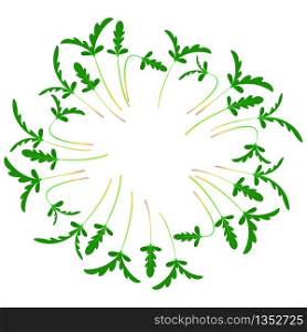 Microgreens Shungiku. Glebionis coronaria, garland chrysanthemum, chop suey green, crown daisy, Japanese-green. Arranged in a circle. Vitamin supplement, vegan food. Microgreens Shungiku. Arranged in a circle. White background