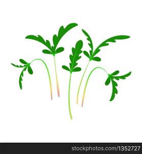Microgreens Shungiku. Glebionis coronaria, garland chrysanthemum, chop suey green, crown daisy, Japanese-green. Bunch of plants. Vitamin supplement, vegan food. Microgreens Shungiku. Bunch of plants. White background