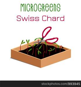 Microgreens Swiss Chard. Grow microgreen in a box with soil. Cutting the harvest with scissors. Vitamin supplement, vegan food. Microgreens Swiss Chard. Sprouts in a bowl. Sprouting seeds of a plant. Vitamin supplement, vegan food.