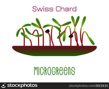 Microgreens Swiss Chard. Sprouts in a bowl. Sprouting seeds of a plant. Vitamin supplement, vegan food. Microgreens Swiss Chard. Sprouts in a bowl. Sprouting seeds of a plant. Vitamin supplement, vegan food.