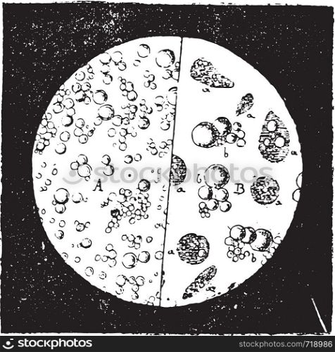 Milk seen under a microscope, vintage engraved illustration. Industrial encyclopedia E.-O. Lami - 1875.
