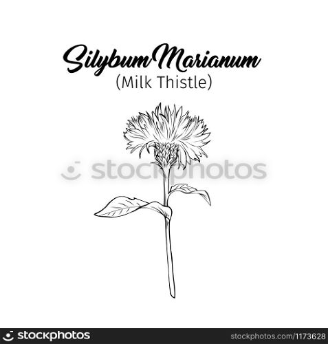 Milk thistle black and white illustration. Silybum marianum inscription. Homeopathic plant for liver treatment. Botanical freehand sketch. Thorny wildflower engraved blossom. Poster design element. Milk thistle monochrome freehand sketch