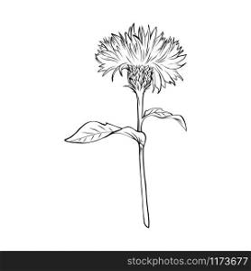 Milk thistle black and white illustration. Silybum marianum inscription. Homeopathic plant for liver treatment. Botanical freehand sketch. Thorny wildflower engraved blossom. Poster design element. Milk thistle monochrome freehand sketch