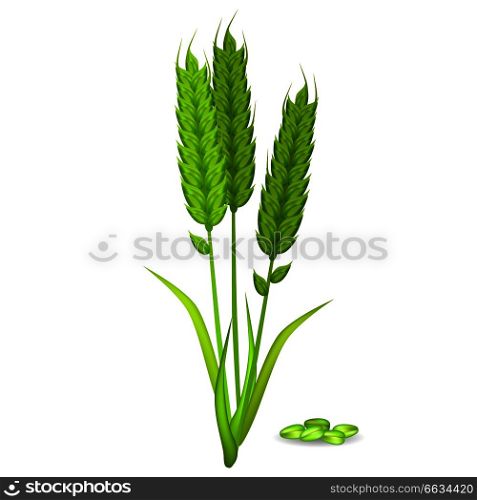 Millet ears and grain pile in green color isolated on white vector poster in flat design. Healthy eating template with ripe cereals. Millet Ears and Grain Pile in Green Color on White