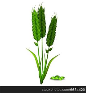 Millet ears and grain pile in green color isolated on white vector poster in flat design. Healthy eating template with ripe cereals. Millet Ears and Grain Pile in Green Color on White