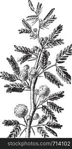 Mimosa, vintage engraved illustration. La Vie dans la nature, 1890.