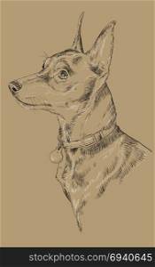 Miniature Pinscher vector hand drawing black and white illustration isolated on beige background