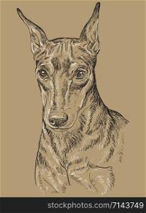 Miniature Pinscher vector hand drawing portrait in black and white colors. Vector illustration isolated on beige background