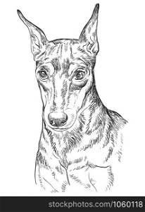 Miniature Pinscher vector hand drawing portrait in black color. Vector illustration isolated on white background.