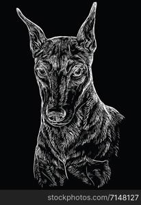Miniature Pinscher vector hand drawing portrait in white color. Vector illustration isolated on black background.