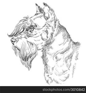 Miniature Schnauzer dog vector hand drawing illustration in black color isolated on white background