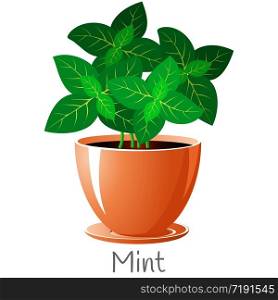 Mint herb in a flower pot. We grow herbs for cooking ourselves. Isolated on a white background. EPS 10 vector.. Mint herb in a flower pot. We grow herbs for cooking ourselves.