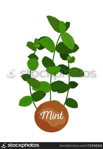 Mint herb logotype with round label, potted mints plant emblem, herbs broad leaves, title on container, aromatic herbal seasoning vector illustration. Mint Herb Logotype with Round Label, Potted Mints