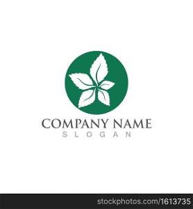 mint leaf green fresh logo design