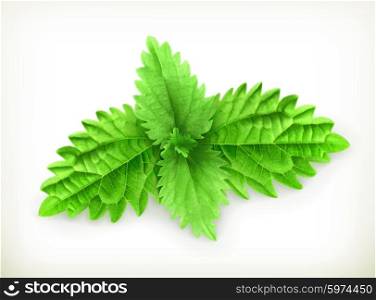 Mint leaf, vector illustration