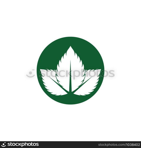 Mint leaves flat vector color icon template