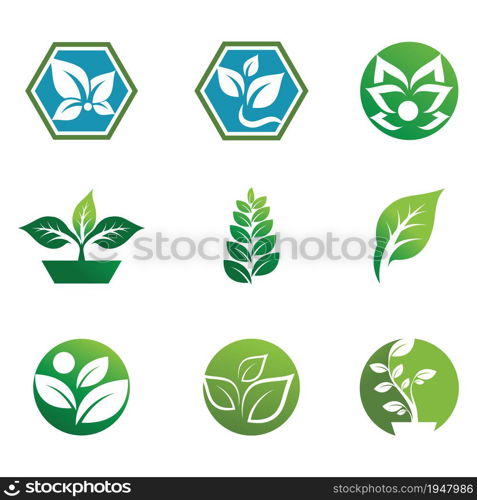 Mint leaves flat vector color icon template illustration design